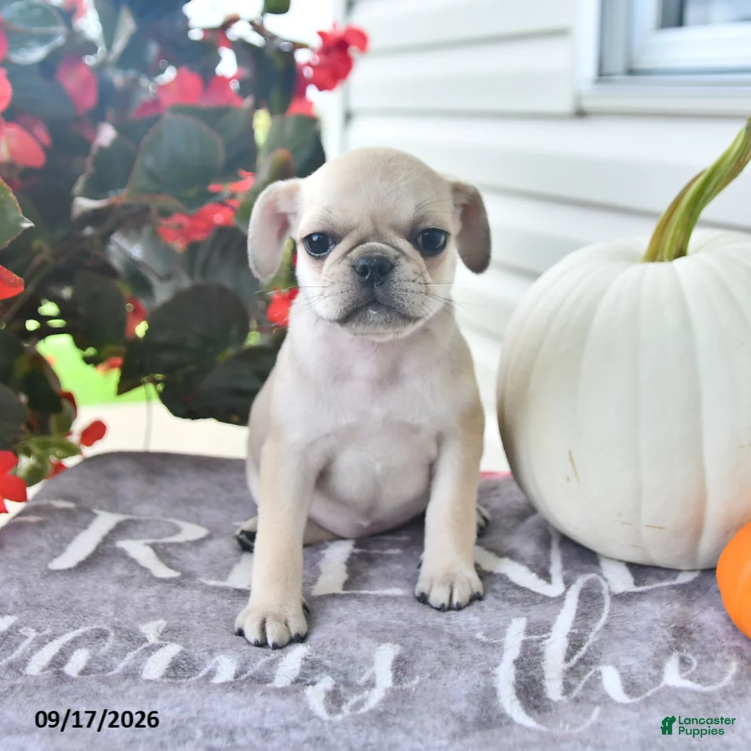 Puggle dogs for sale: Gala - Ad 2