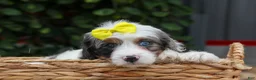 Cavapoo dogs for sale:  Preston🐶  - Ad 13
