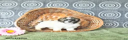 Shihpoo dogs for sale: Patrick - Ad 3