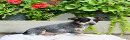 Australian Cattle Dog dogs for sale: Candy - Ad 6