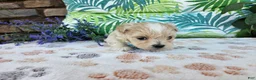Maltipoo dogs for sale: Rocky - Ad 3