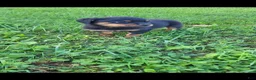 Rottweiler dogs for sale: Bell - Ad 5