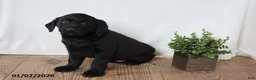 Labrador Retriever dogs for sale: Pansy - Ad 10