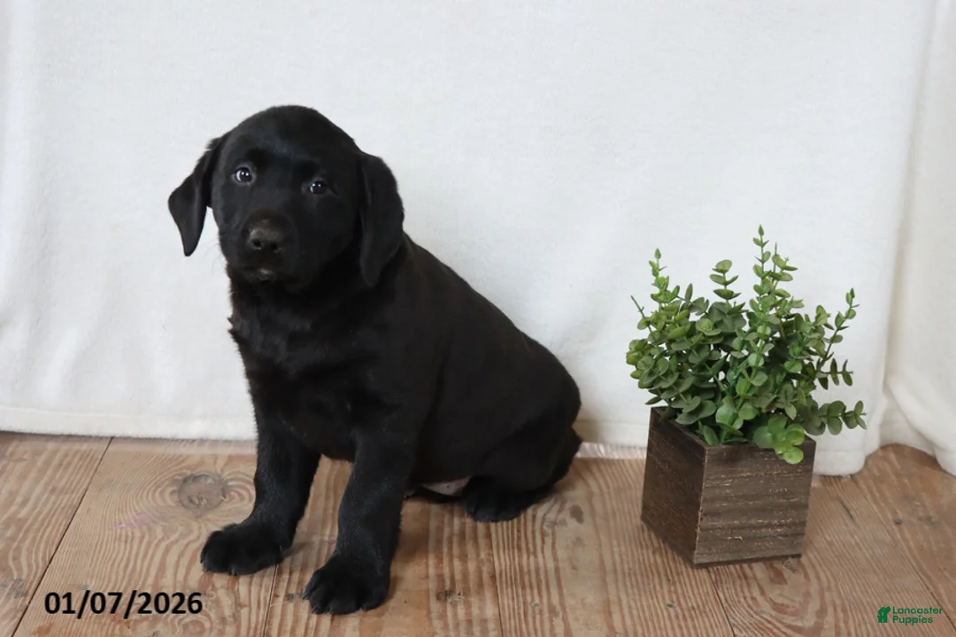 Labrador Retriever dogs for sale: Pansy - Ad 10
