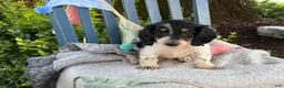 Miniature Dachshund dogs for sale: Tango - Ad 6
