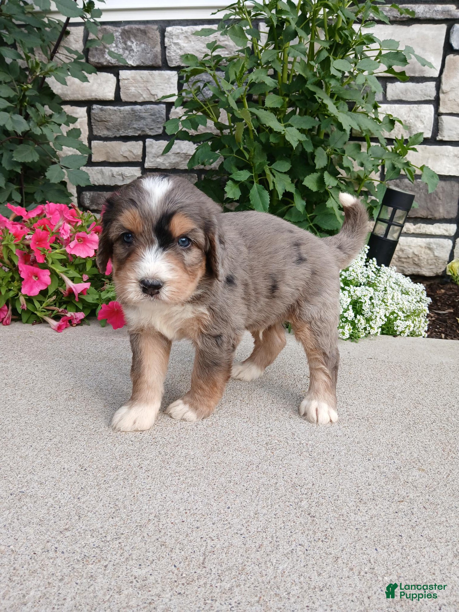 Bernedoodle dogs Larky - Ad 2