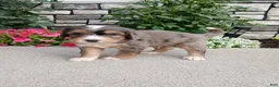 Bernedoodle dogs for sale: Larky - Ad 2