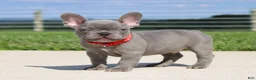 French Bulldog dogs for sale: Braxton - Ad 2