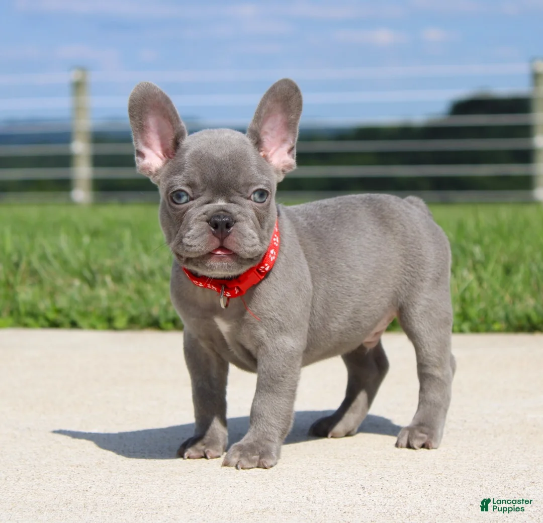French Bulldog dogs for sale: Braxton - Ad 2