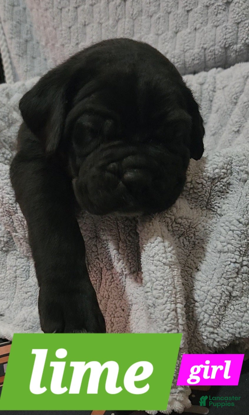 Cane Corso dogs Cane Corso Puppy 6 Piper - Ad 19