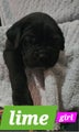 Cane Corso Puppy 6 Piper