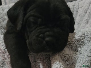 Cane Corso dogs Cane Corso Puppy 6 Piper - Ad 6