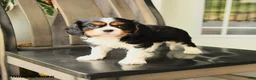 Cavalier King Charles Spaniel dogs for sale: Scotty - Ad 1