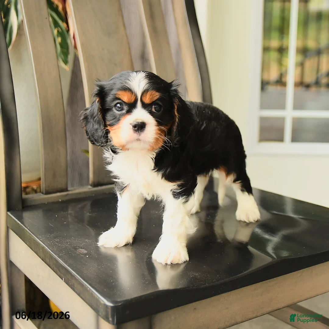 Cavalier King Charles Spaniel dogs for sale: Scotty - Ad 1