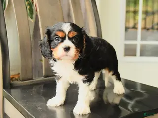 Cavalier King Charles Spaniel dogs for sale: Scotty - Ad 2