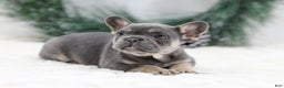French Bulldog dogs for sale: Helen - Ad 2