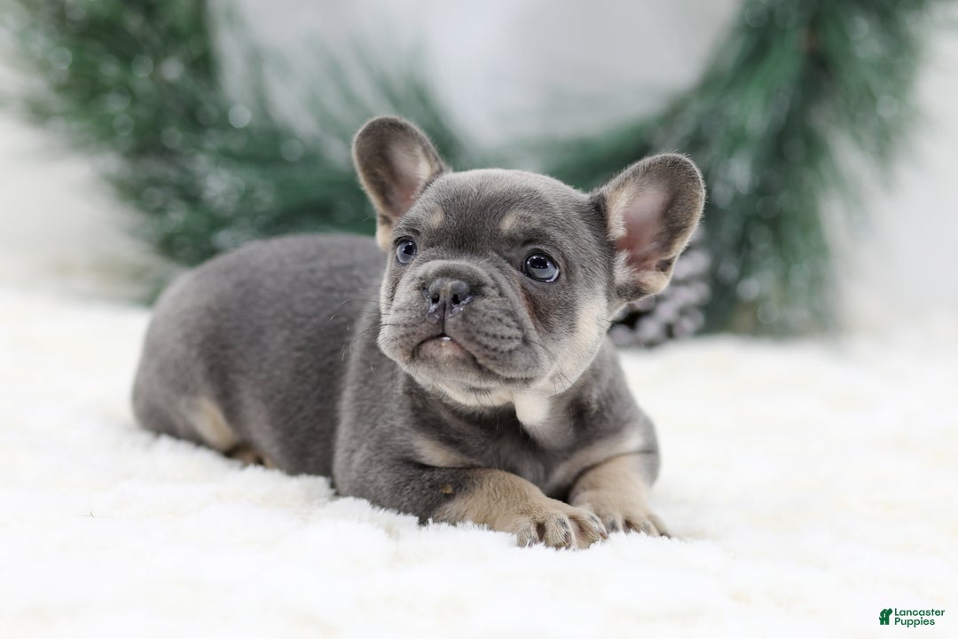French Bulldog dogs for sale: Helen - Ad 2