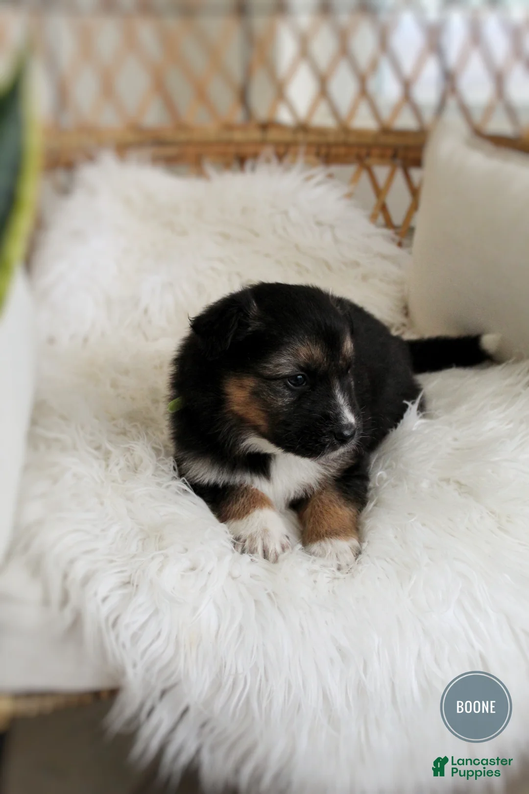 Mixed Breed dogs for sale: Boone  - Ad 2