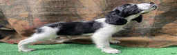 English Springer Spaniel dogs for sale: Blackbeard - Ad 5