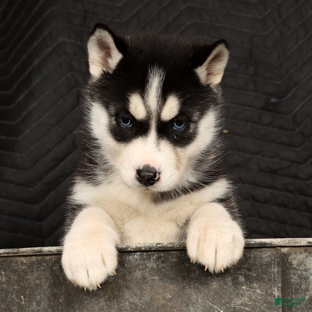 Siberian Husky dogs for sale: Twinkle - Ad 4