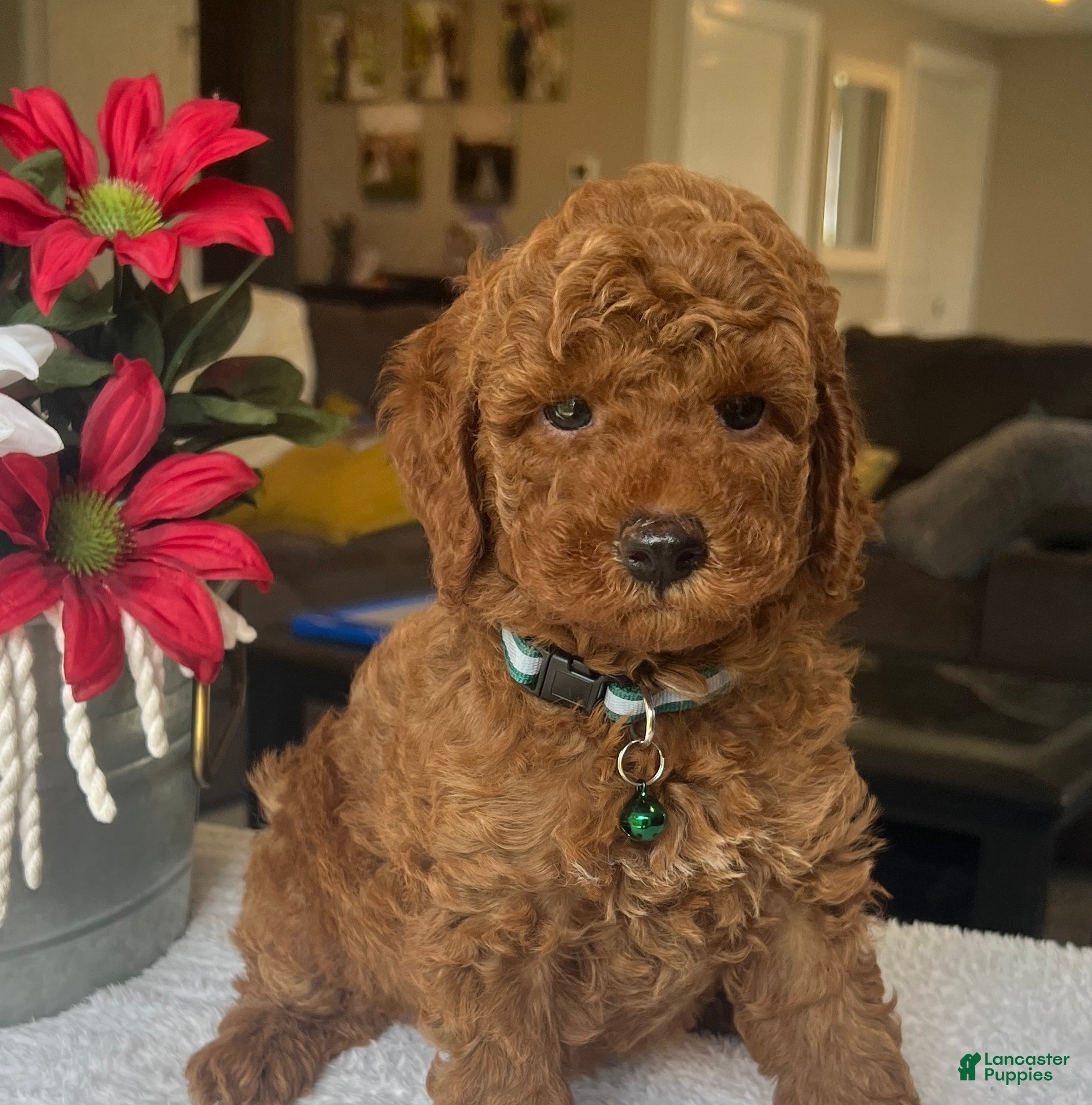 Mini Goldendoodle dogs Rocky - Ad 1
