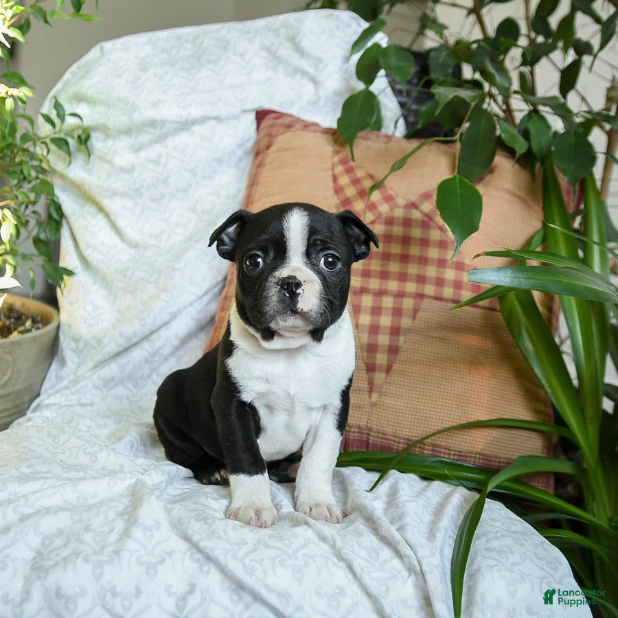 Boston Terrier dogs Hershey - Ad 2
