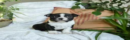 Boston Terrier dogs for sale: Hershey - Ad 2
