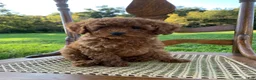 Toy Poodle dogs for sale: Elsa - Ad 1
