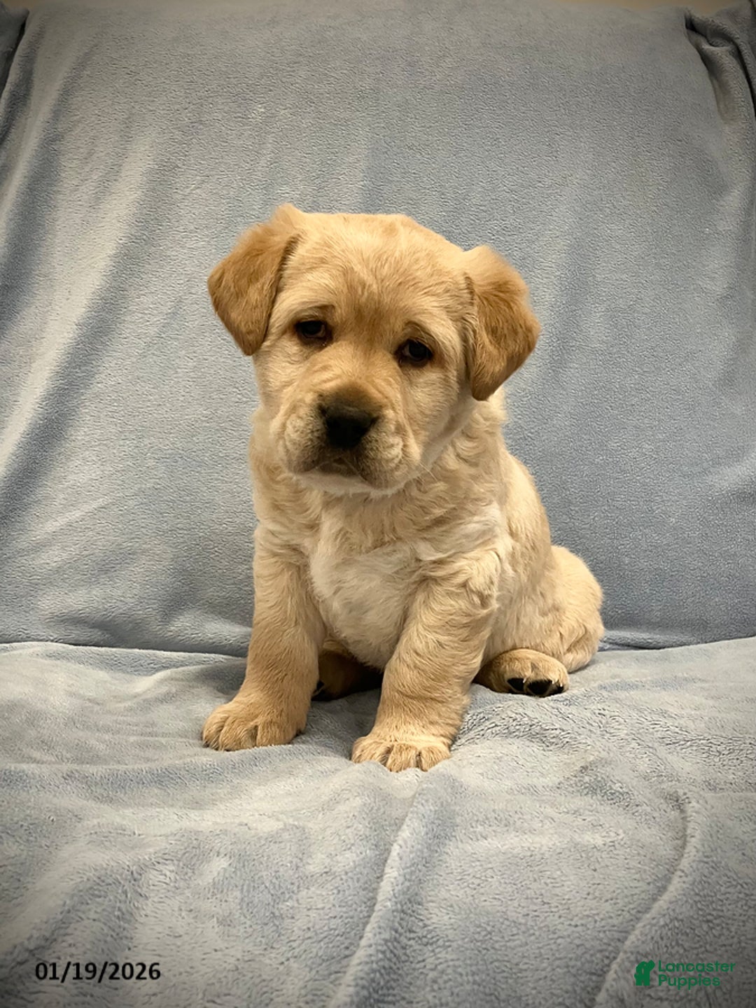 Labrador Retriever dogs for sale: Buddy - Ad 2