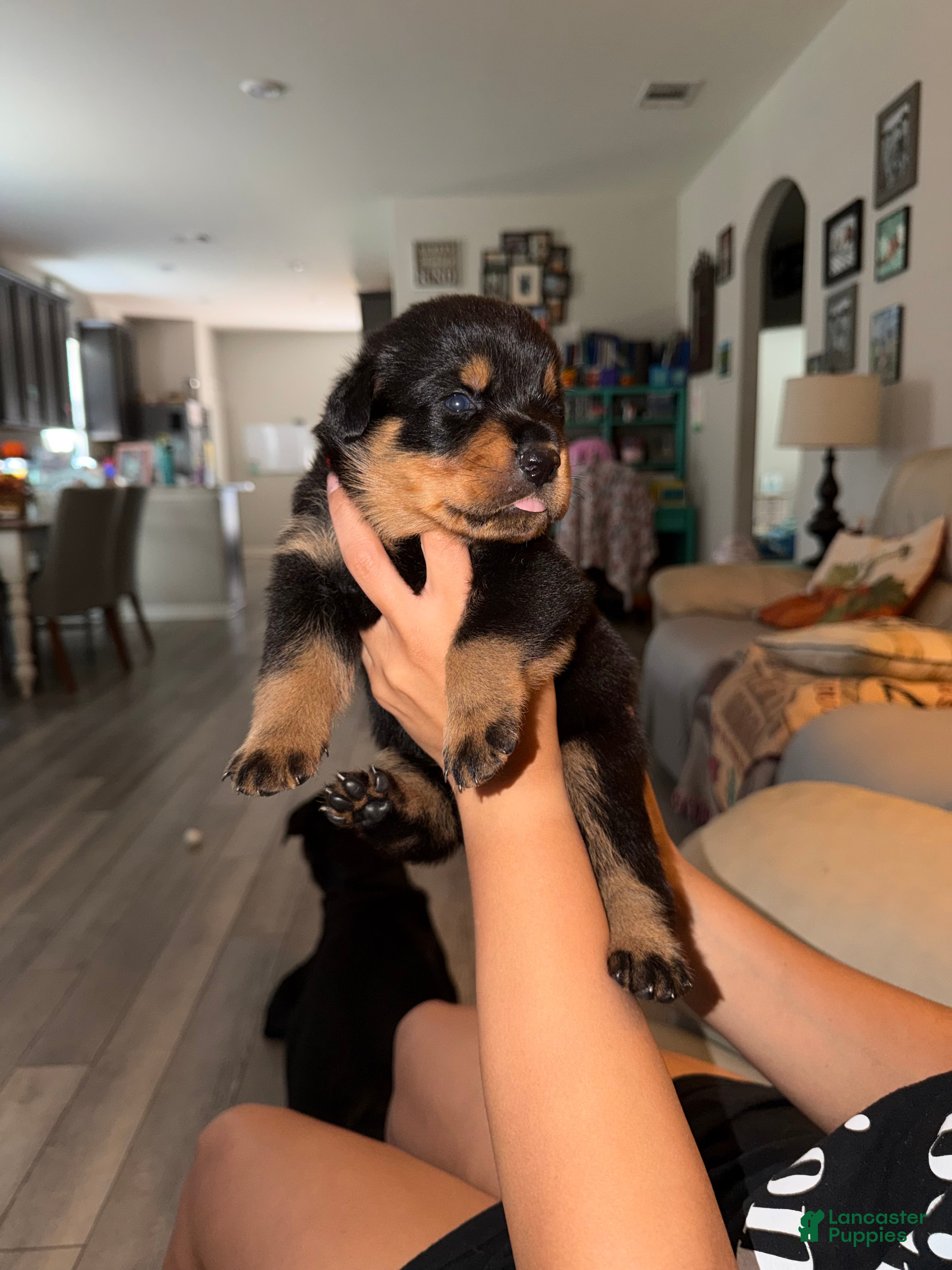 Rottweiler dogs Rottweiler 4 red collar - Ad 14