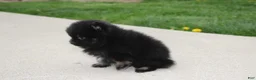 Pomeranian dogs for sale: Connie  - Ad 18
