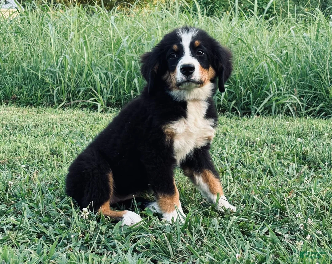 Gallery Image {{count}}