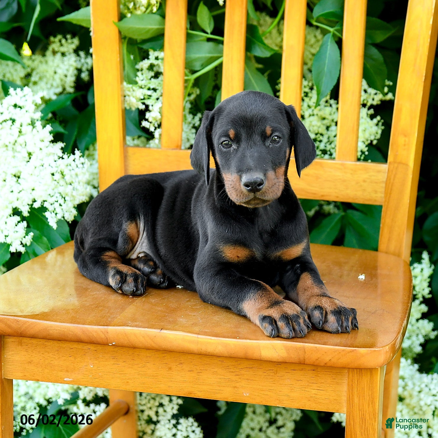 Doberman Pinscher dogs for sale: Ladron - Ad 4