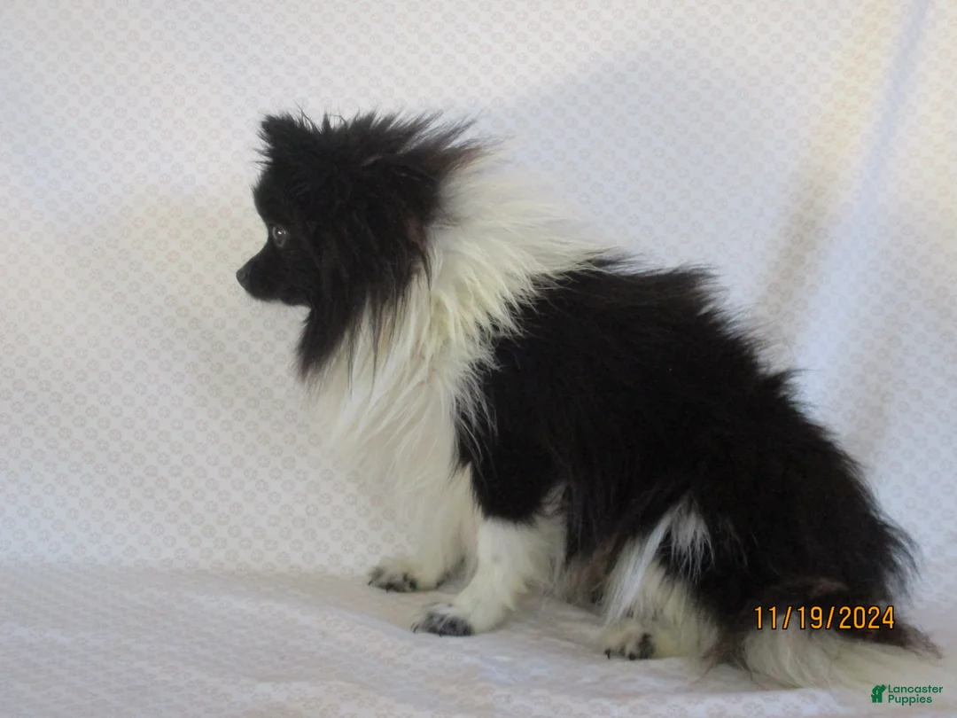 Pomeranian dogs for sale: Romeo - Ad 5