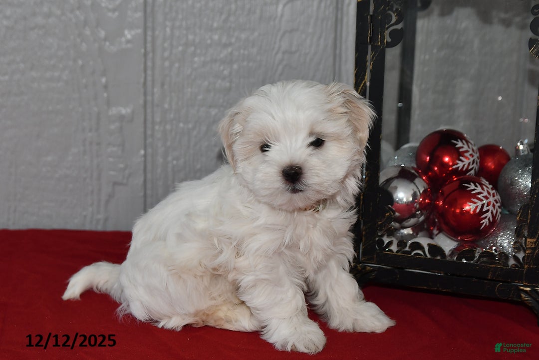 Maltese dogs for sale: Pearl - Ad 2