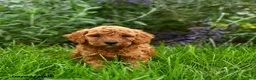 Miniature Poodle dogs for sale: Theodore - Ad 1