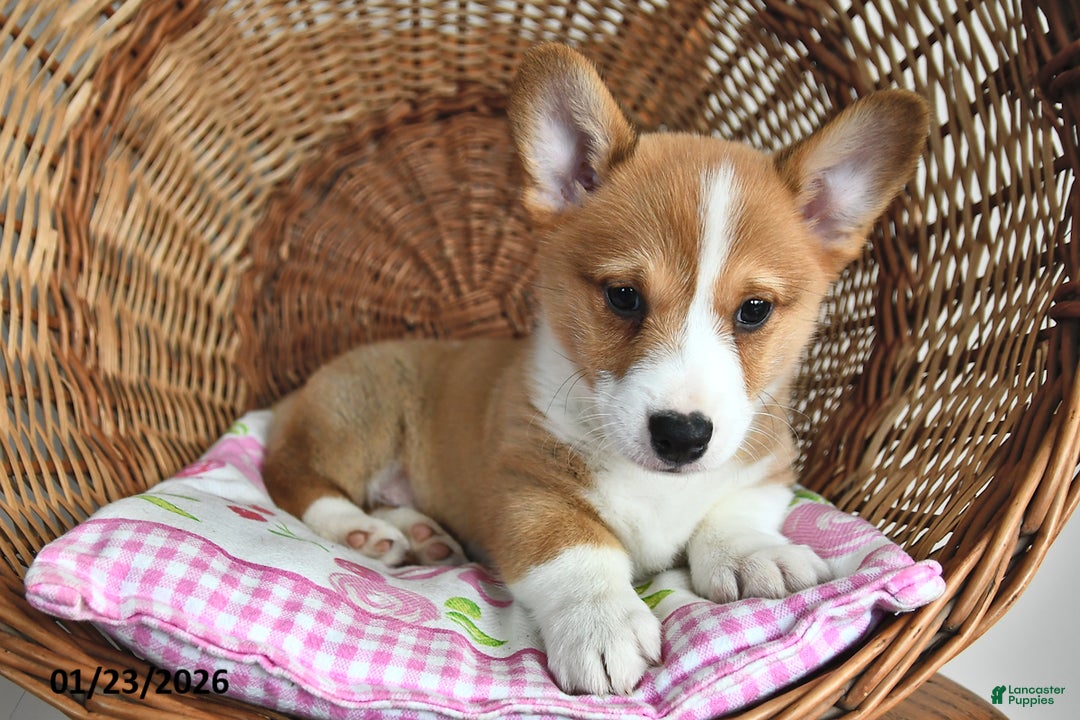 Welsh Corgi Pembroke dogs for sale: Rusty - Ad 2