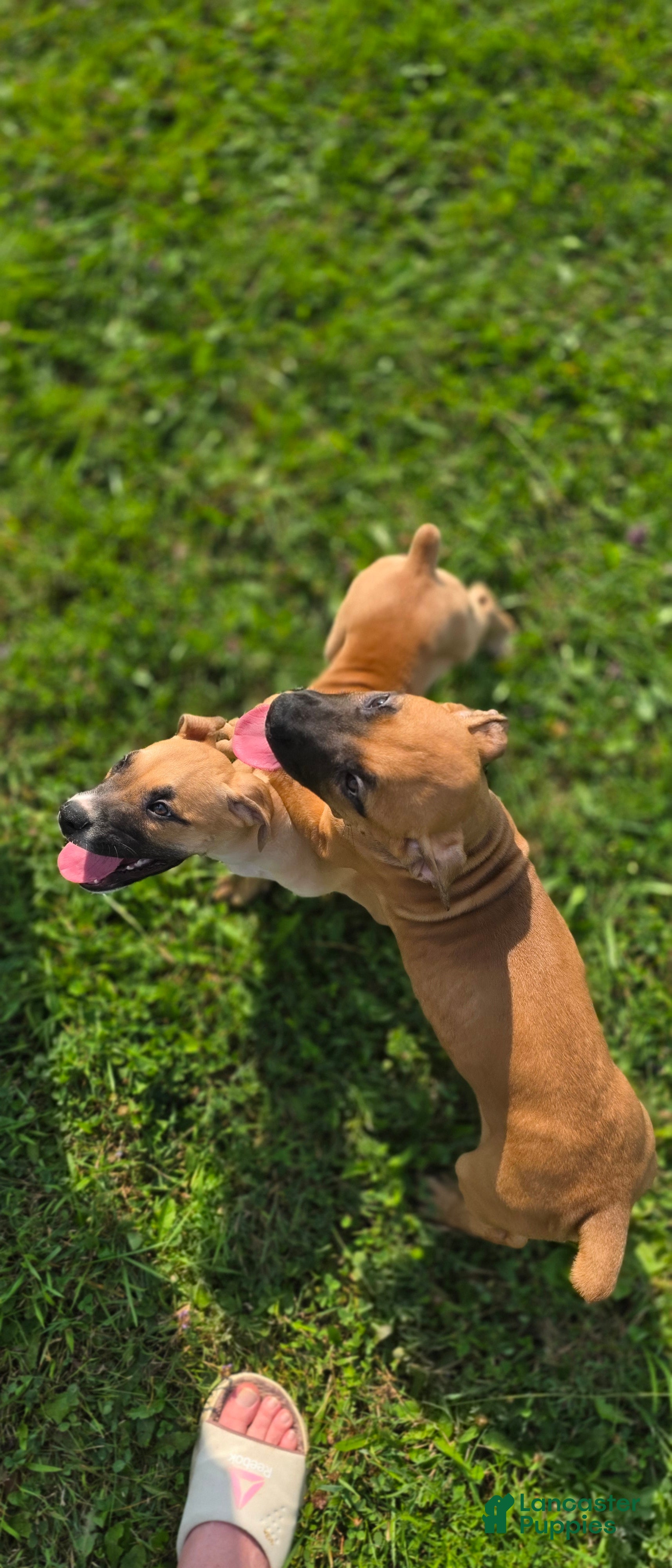 Cane Corso dogs Alonso & Rocco  - Ad 1