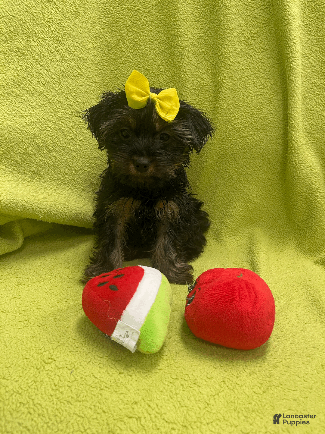 Yorkshire Terrier dogs for sale: Sky - Ad 1