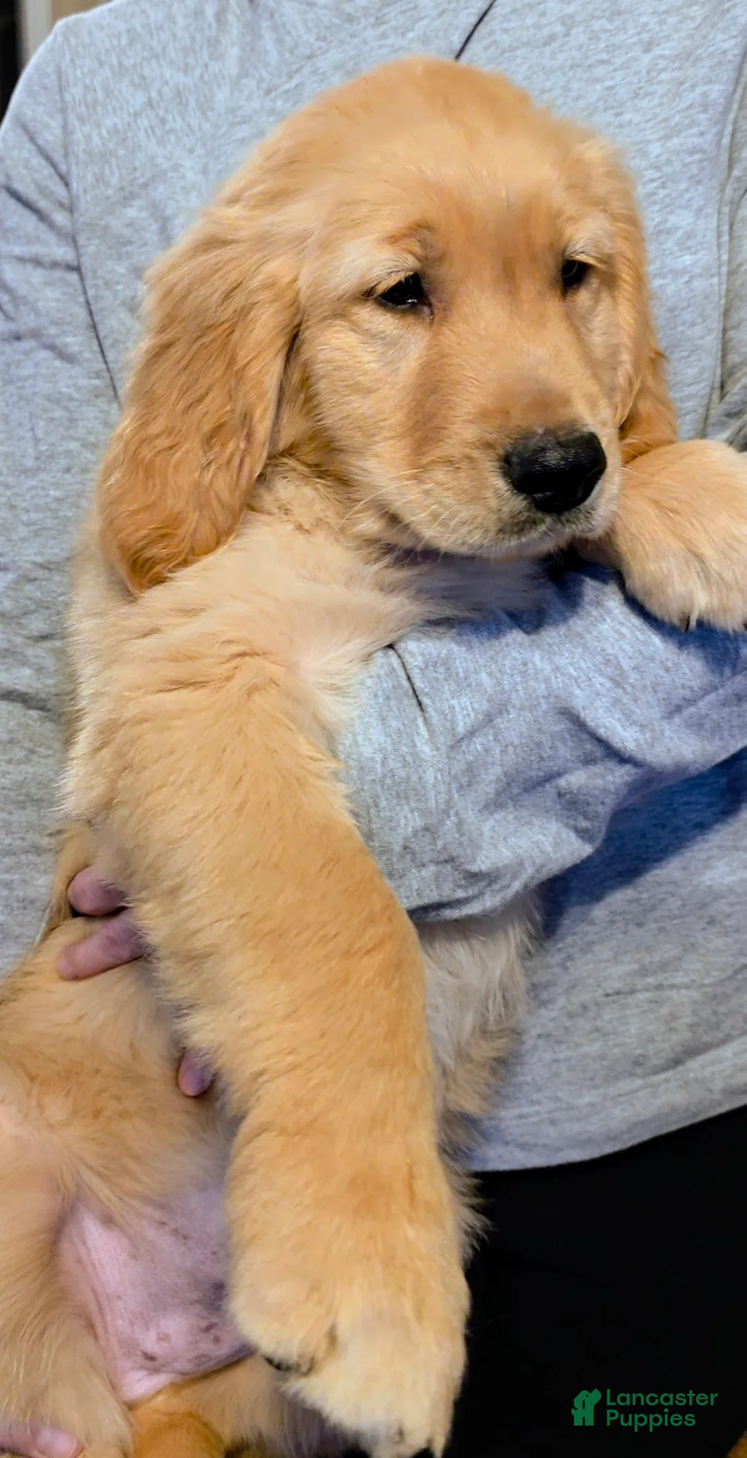 Golden Retriever dogs for sale: Cooper - Ad 2
