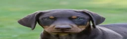 Doberman Pinscher dogs for sale: ODIN - Ad 6