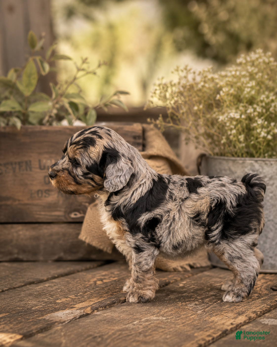 Bernedoodle dogs Pluto - Ad 2
