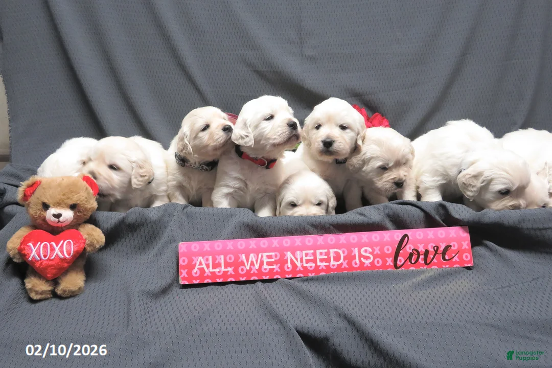 Golden Retriever dogs for sale: Candy - Ad 15