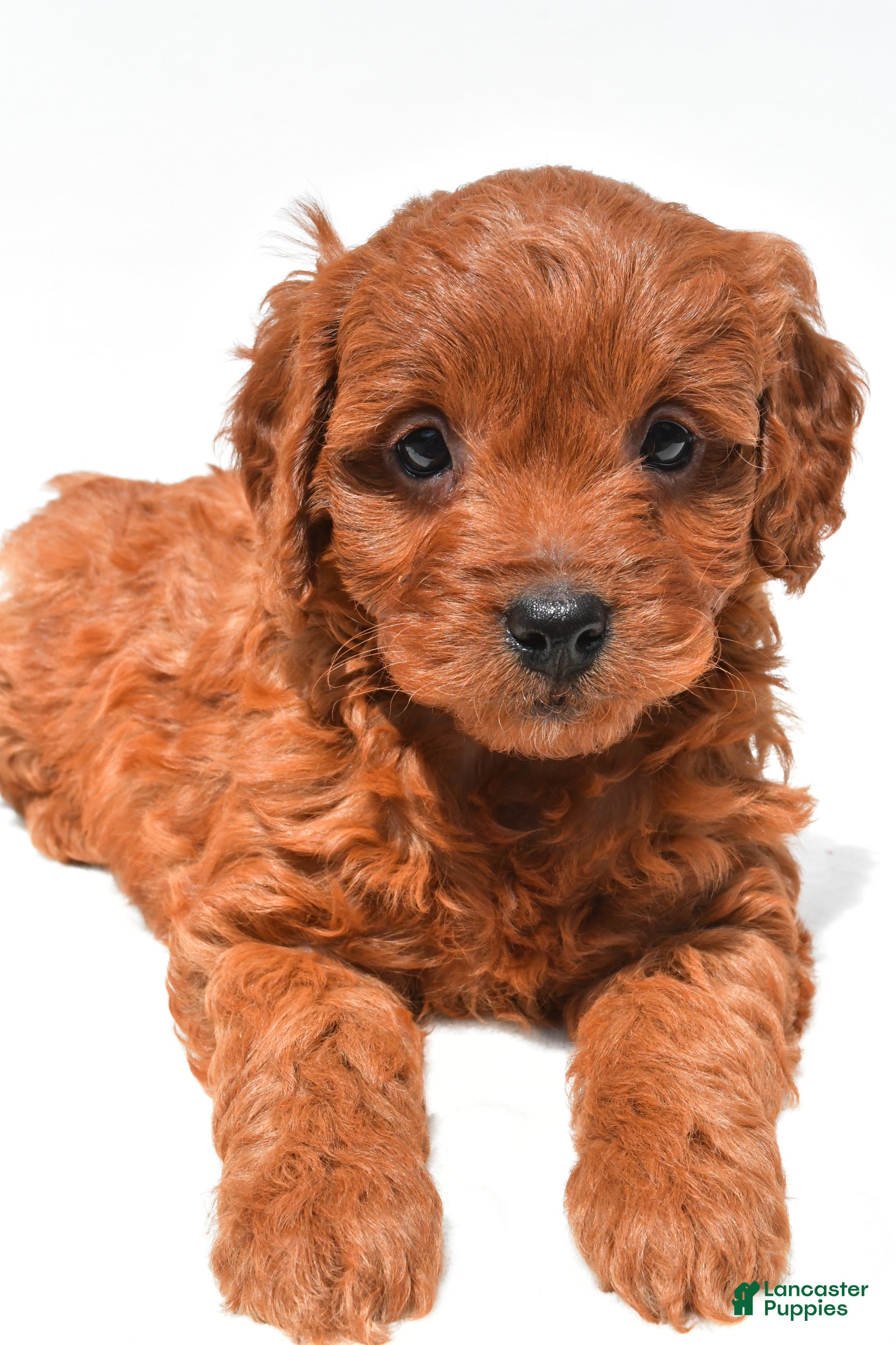 Mini Goldendoodle dogs Jenna - Ad 2