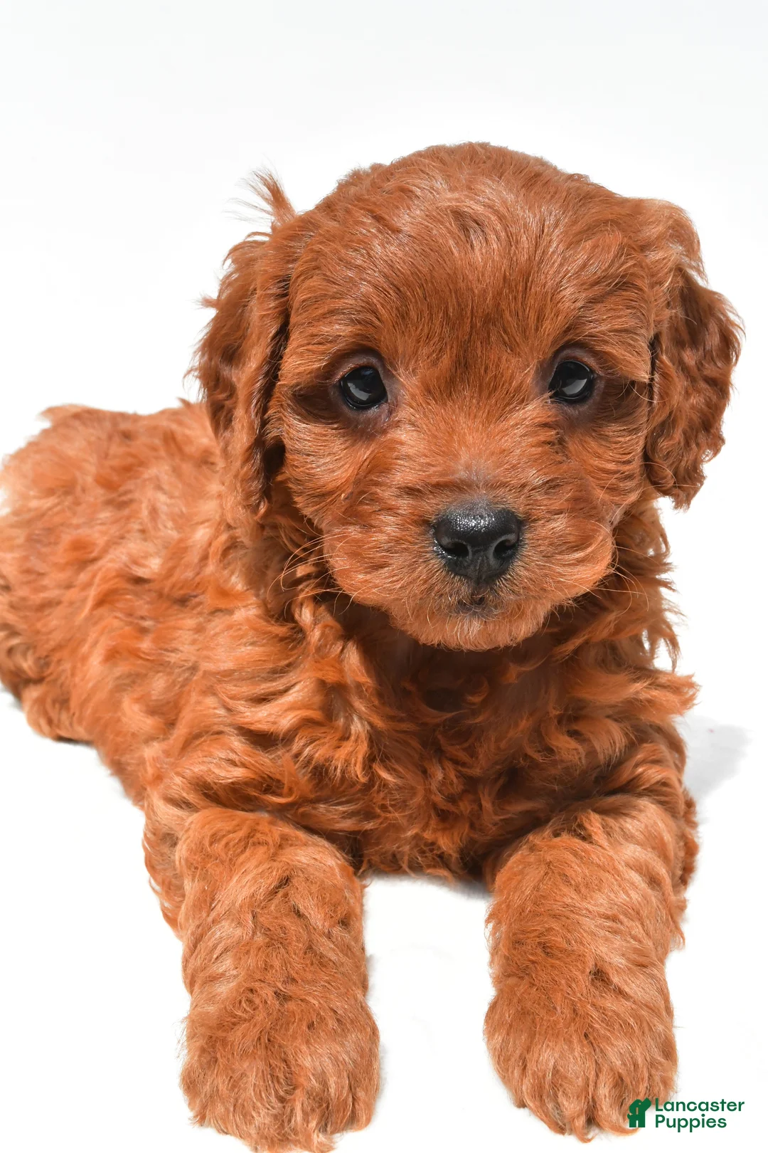 Mini Goldendoodle dogs for sale: Jenna - Ad 2