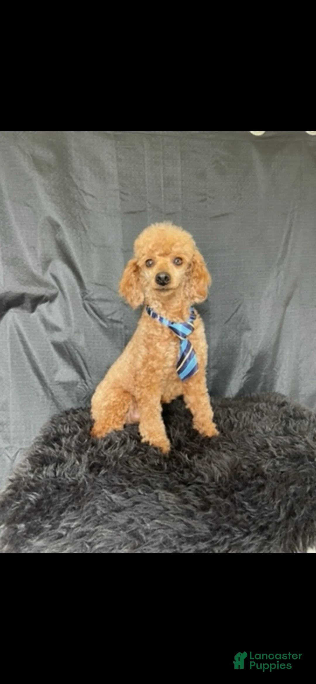 Miniature Poodle dogs for sale: Akc Clear genetics Proven Red Boy - Ad 2