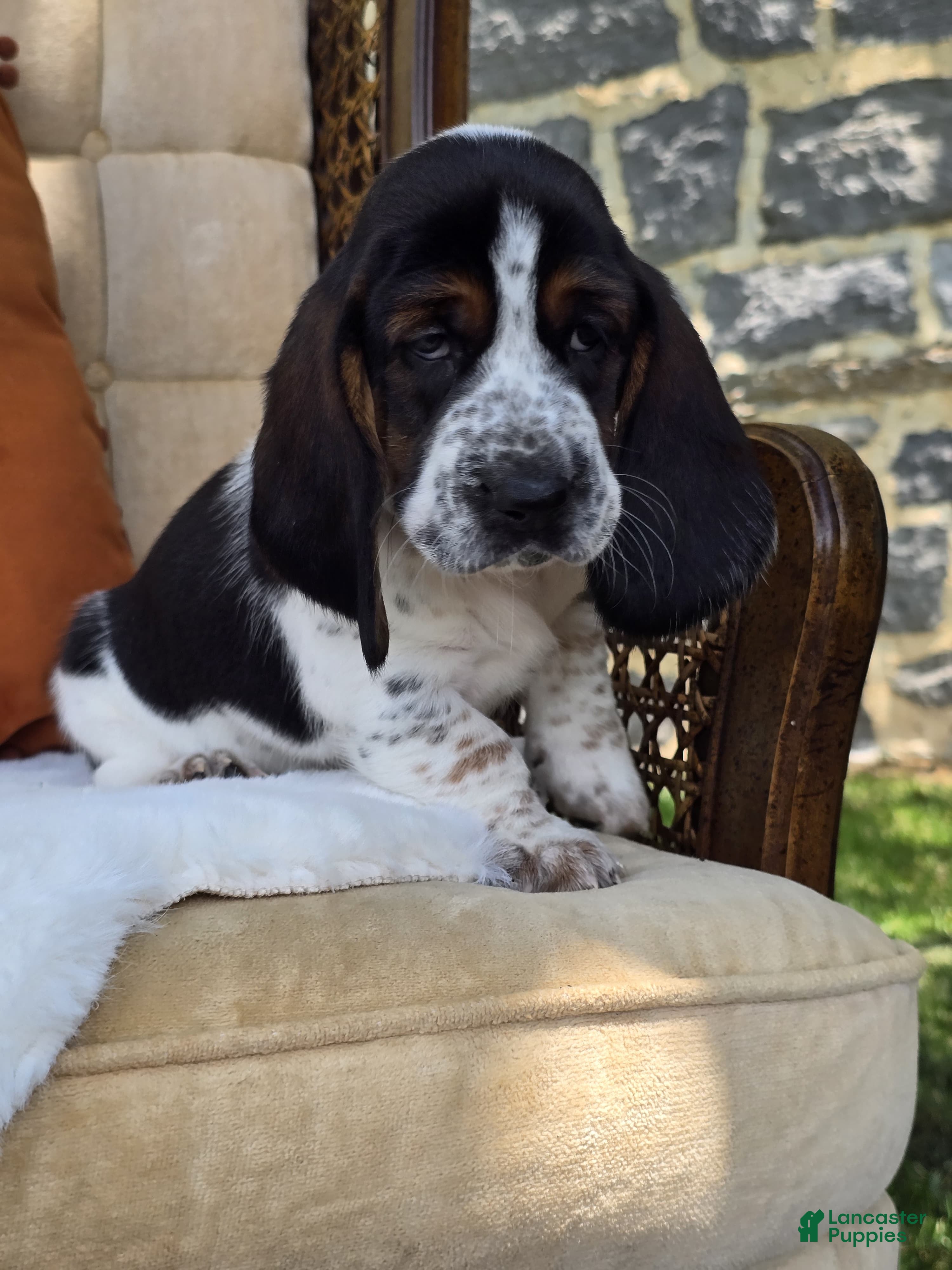 Basset Hound dogs Bettie - Ad 2