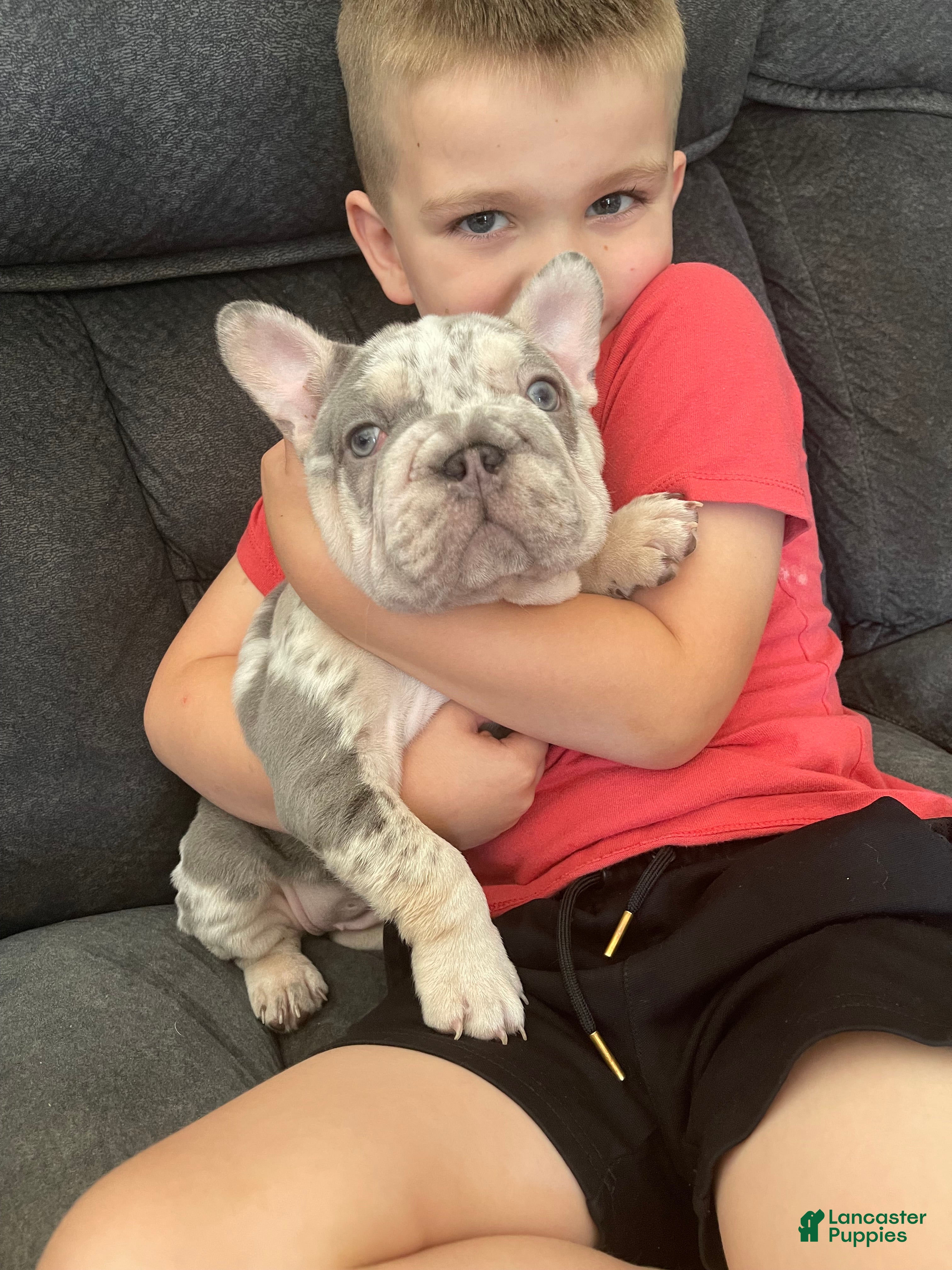 French Bulldog dogs French Bulldog Puppy 1 - Ad 1