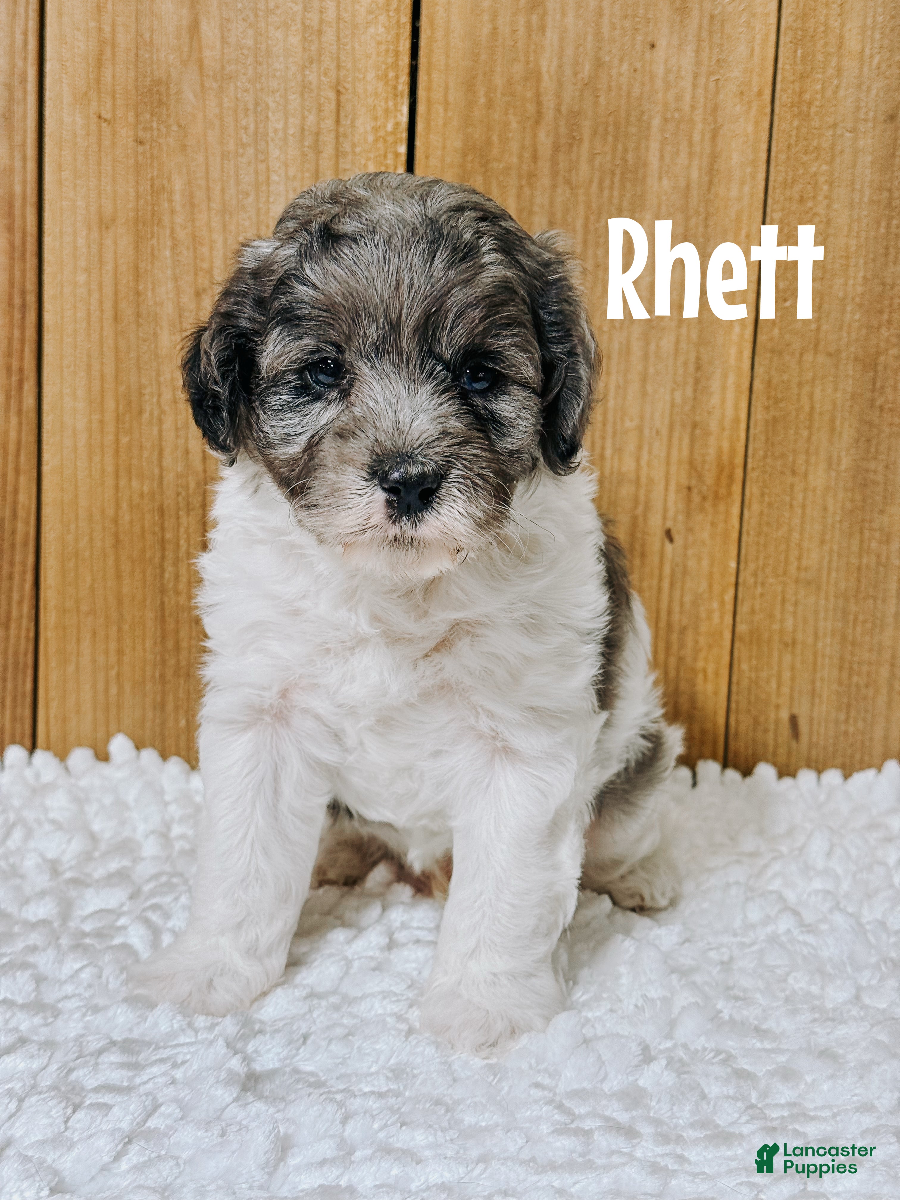 Cavapoo dogs Rhett F1b Cavapoo Boy 🐶 - Ad 28