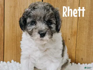 Cavapoo dogs Rhett F1b Cavapoo Boy 🐶 - Ad 28